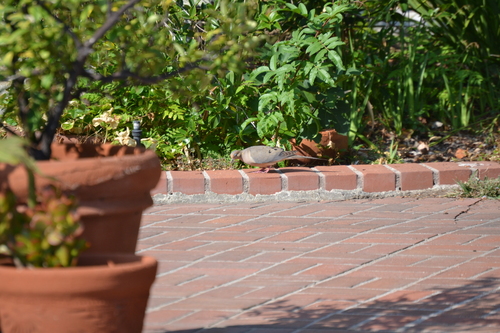 photo of Mourning Dove (Zenaida macroura)