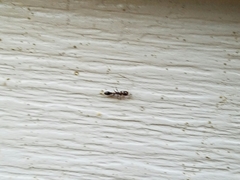 Pseudomyrmex ejectus