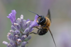 Megachile sculpturalis