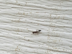 Pseudomyrmex ejectus