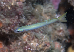 Ptereleotris microlepis