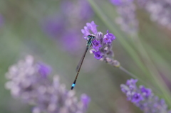 Ischnura elegans