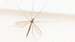 Tipula ultima
