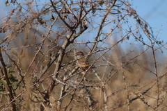 Rhynchospiza strigiceps