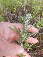 Baccharis texana