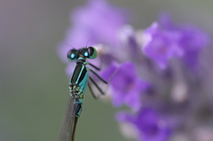 Ischnura elegans