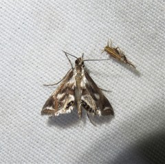 Chrysendeton imitabilis