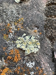 Protoparmeliopsis peltata