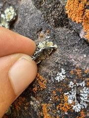 Protoparmeliopsis peltata