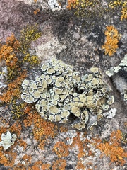 Protoparmeliopsis peltata