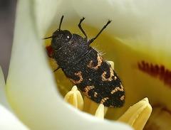 Acmaeodera alpina