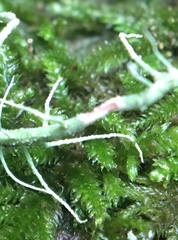 Usnea ceratina