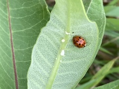 Harmonia axyridis
