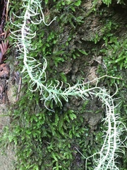 Usnea ceratina