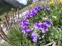 Campanula alpestris