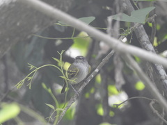 Poecilotriccus sylvia