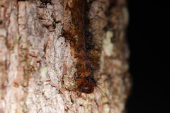 Entomophaga maimaiga