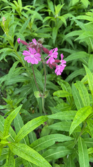 Silene dioica