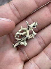 Xanthoparmelia neochlorochroa