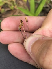 Eleocharis elliptica