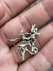 Xanthoparmelia neochlorochroa