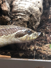 Heterodon