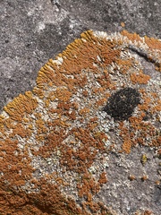 Xanthomendoza trachyphylla