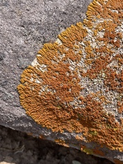 Xanthomendoza trachyphylla