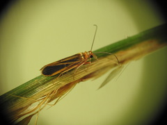Chimarra marginata