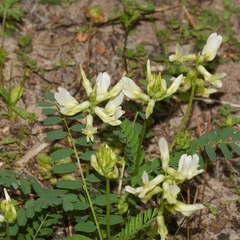 Astragalus soxmaniorum