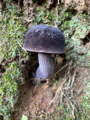 Tylopilus griseocarneus
