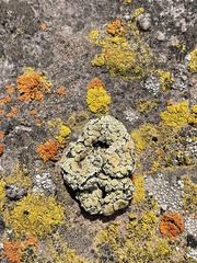 Protoparmeliopsis peltata