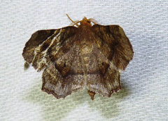 Metarranthis hypochraria