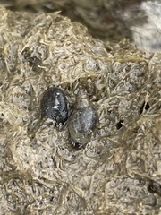 Potamopyrgus antipodarum