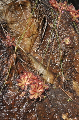 Drosera aliciae