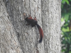 Sciurus granatensis