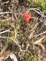 Castilleja latifolia