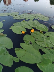 Nuphar lutea