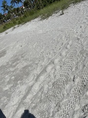 Caretta caretta