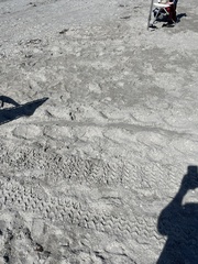 Caretta caretta