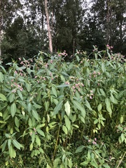 Impatiens glandulifera