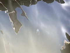 Tripedalia cystophora