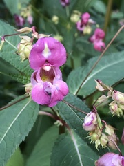 Impatiens glandulifera