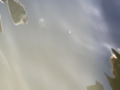 Tripedalia cystophora