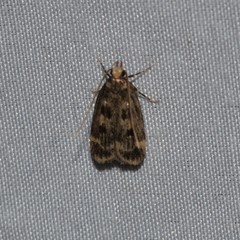 Martyringa latipennis