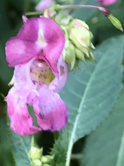 Impatiens glandulifera