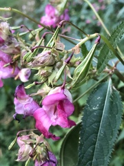 Impatiens glandulifera
