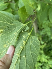 Celticecis pyriformis