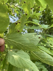 Celticecis pyriformis