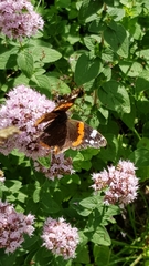 Vanessa atalanta